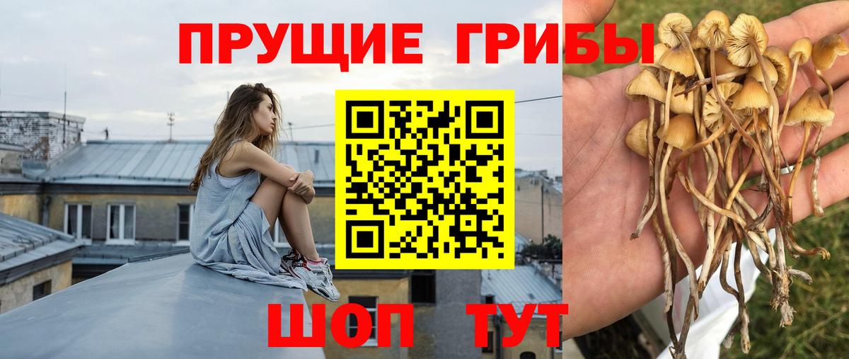 Сунжа  Галлюциногенные грибы GOLDEN TEACHER  Вход с VPN  Псилоцибиновые грибы мухоморы 